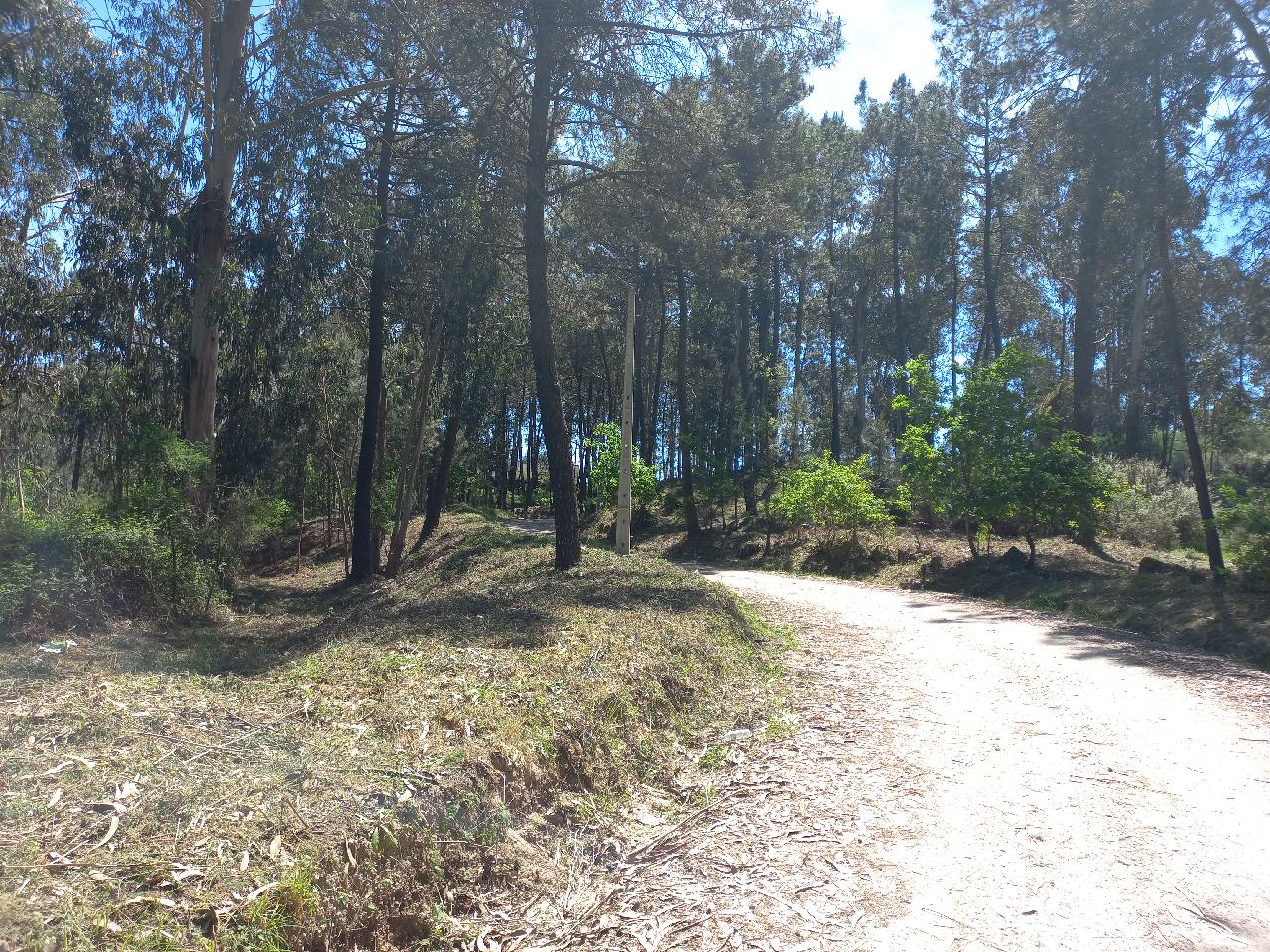 Município de Amarante já executou limpeza em 55 hectares de Faixas de Gestão de Combustível cont