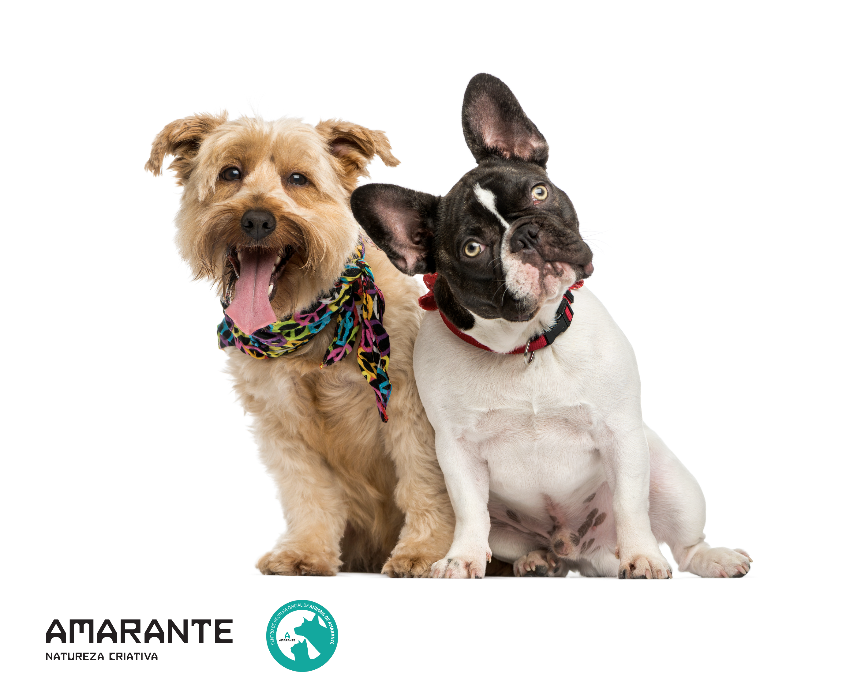Campanha de Vacinação Antirrábica e Identificação Eletrónica de cães de 12 de maio a 6 de ...