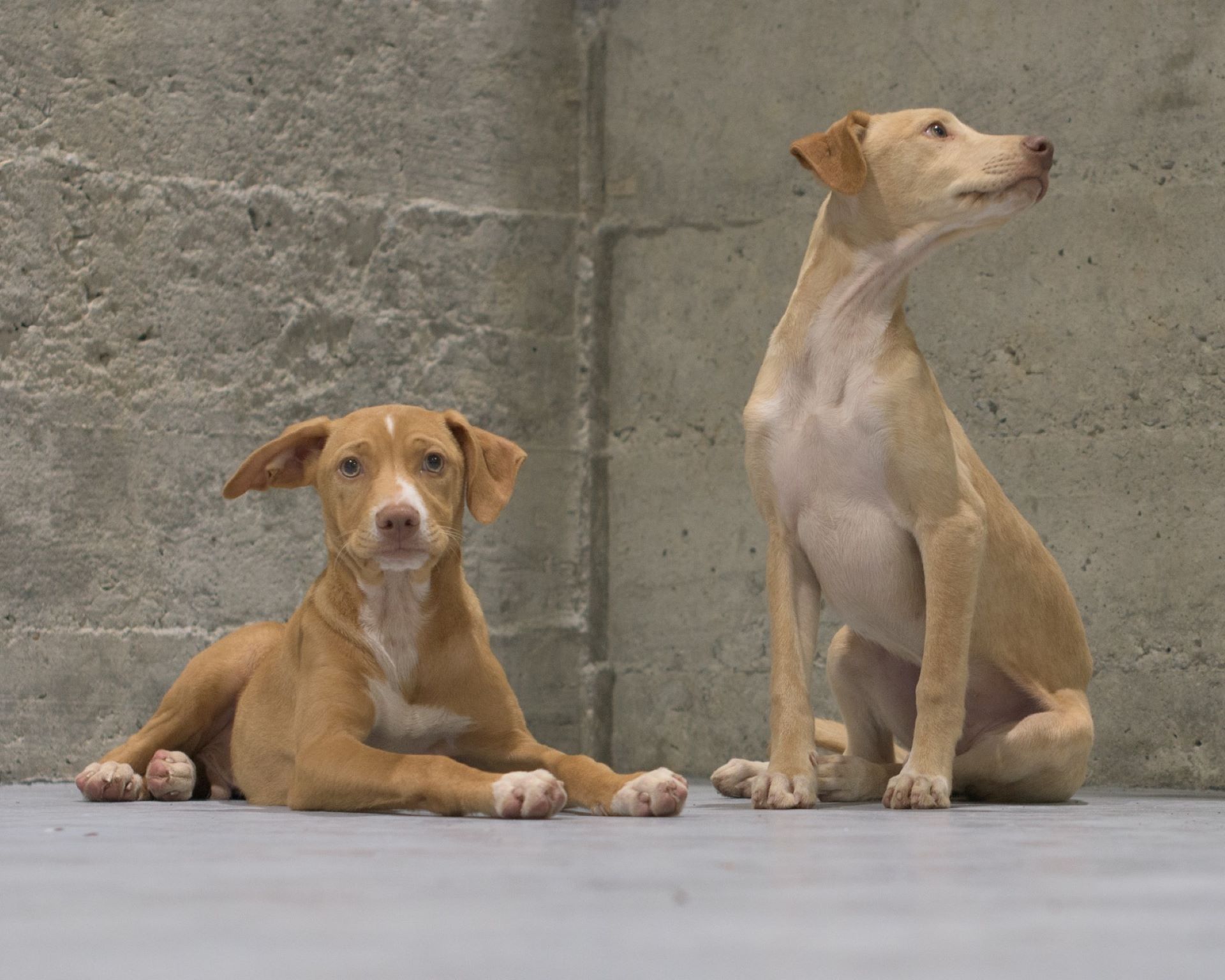 Município de Amarante promove campanha de vacinação antirrábica e identificação eletrónica