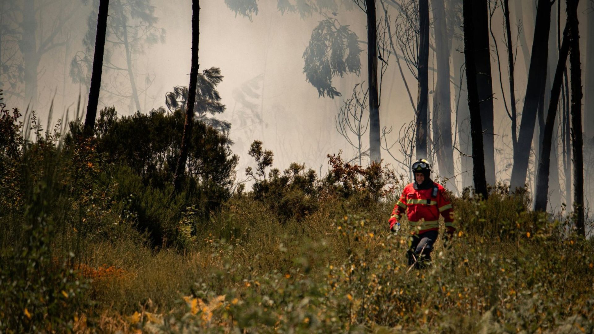 Amarante reforça prevenção com divulgação de guia sobre incêndios rurais
