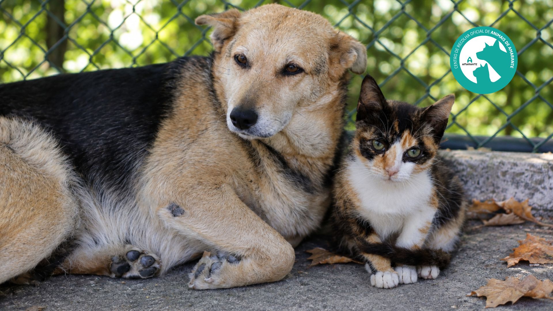 Programa Municipal de Esterilização de Animais de Companhia arranca a 1 de outubro e prevê atr...